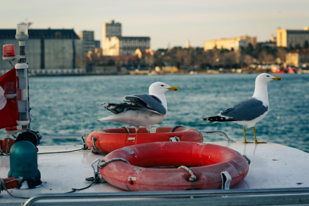 seagulls